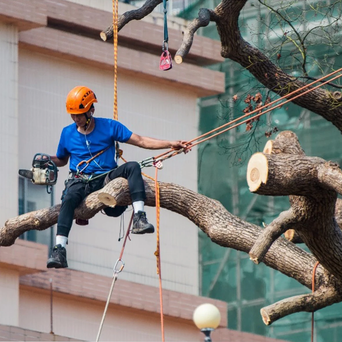 tree climbing